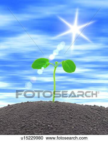 Seedling, close up, computer graphic View Large Photo Image Stock Image - Seedling, close up, computer graphic. Fotosearch