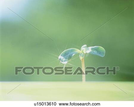 Stock Image - Seedling, close up, lens flare, soft focus. Fotosearch