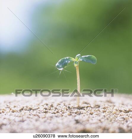 Stock Photo - Seedling, close up, lens flare, soft focus. Fotosearch