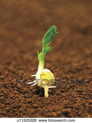 Stock Photo - Seedling, close up. Fotosearch