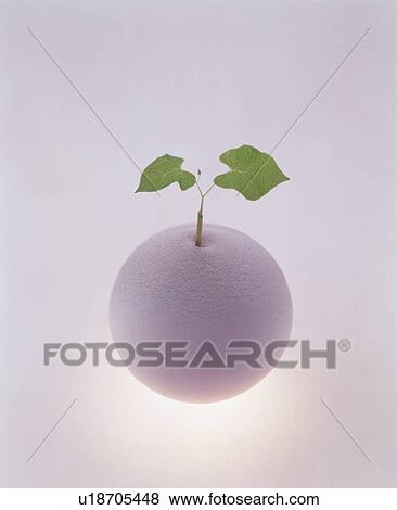 Seedling growing in a ball View Large Photo Image Stock Photo - Seedling growing in a ball. Fotosearch