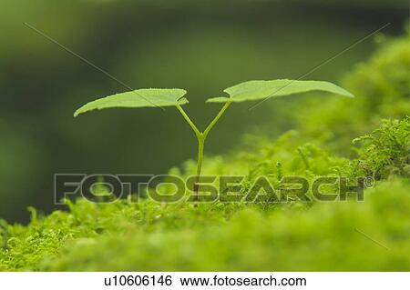 Stock Photograph - Seedling growing in moss. Fotosearch