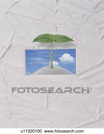 Seedling growing in white frame View Large Photo Image Stock Image - Seedling growing in white frame. Fotosearch