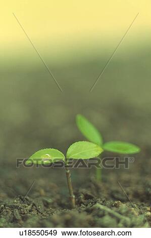 Stock Photo - Seedling in dirt. Fotosearch