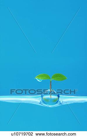 Stock Image - Seedling in water. Fotosearch