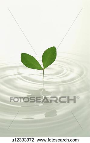 Seedling in water View Large Photo Image Stock Image - Seedling in water. Fotosearch