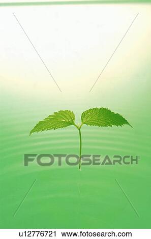 Stock Image - Seedling in water. Fotosearch