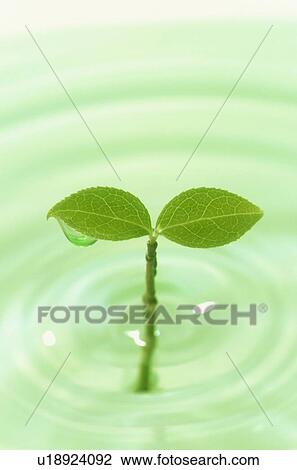 Seedling in water View Large Photo Image Stock Image - Seedling in water. Fotosearch