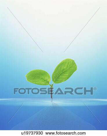 Stock Image - Seedling in water. Fotosearch