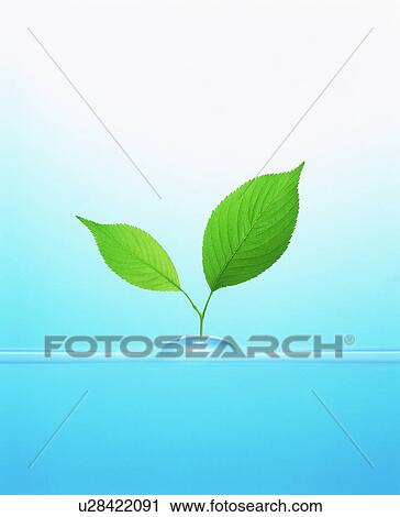Stock Image - Seedling in water. Fotosearch