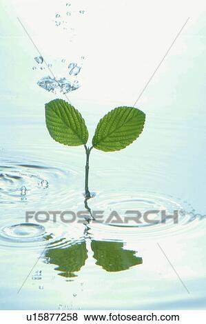 Stock Photo - Seedling in water. Fotosearch