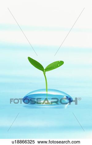 Stock Photography - Seedling in water. Fotosearch