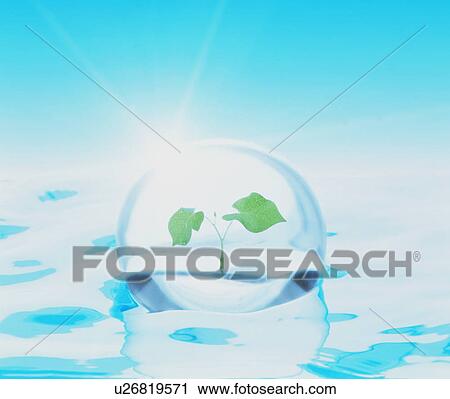 Stock Image - Seedling inside a bubble. Fotosearch