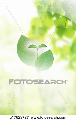 Stock Photo - Seedling, leaves and tree branches. Fotosearch