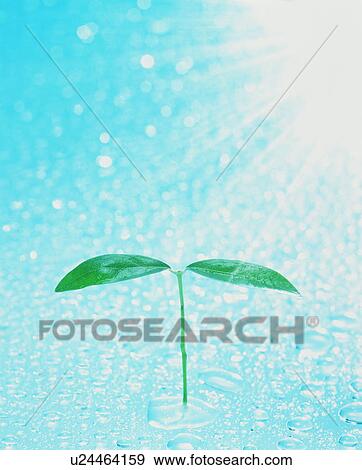 Stock Photo - Seedling on water surface. Fotosearch