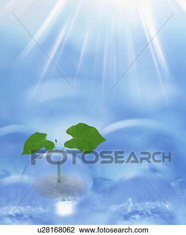 Seedling under a bright sun View Large Photo Image Stock Image - Seedling under a bright sun. Fotosearch