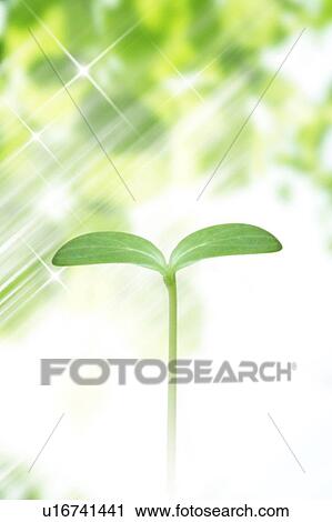 Stock Image - Seedling under beams of light and tree. Fotosearch