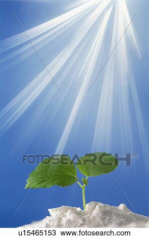 Stock Image - Seedling under bright sun. Fotosearch