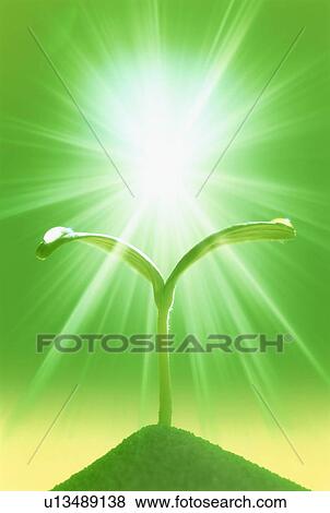 Stock Photo - Seedling under bright sun. Fotosearch