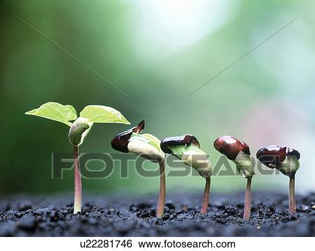 Stock Photograph - Seedlings, close up, Yokohama city, Kanagawa prefecture, Japan. Fotosearch
