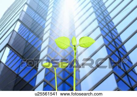 Seedlings in Front of a Skyscraper View Large Photo Image Stock Image - Seedlings in Front of a Skyscraper. Fotosearch