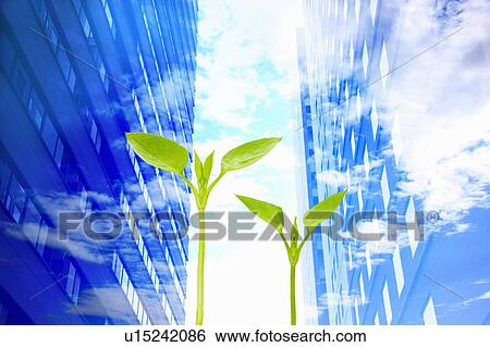 Seedlings in Front of Buildings View Large Photo Image Stock Photograph - Seedlings in Front of Buildings. Fotosearch