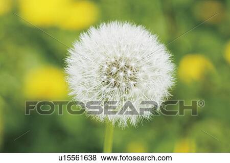 Seeds of dandelion, close up View Large Photo Image Stock Photo - Seeds of dandelion, close up. Fotosearch