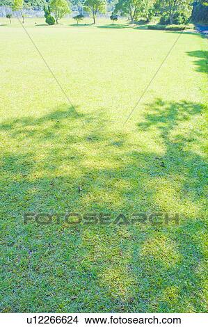 Shadow of a tree on grass. Omihachiman, Shiga Prefecture, Japan View Large Photo Image Picture - Shadow of a tree on grass. Omihachiman, Shiga Prefecture, Japan. Fotosearch