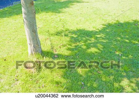 Stock Image - Shadow of a tree on grass. Fotosearch