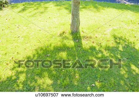 Stock Photo - Shadow of a tree on grass. Fotosearch