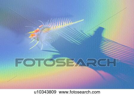 Stock Photo - Shell on a Rainbow Background. Fotosearch