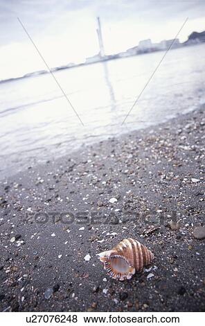 Stock Photo - Shell on the beach. Kurihama, Kanagawa Prefecture, Japan. Fotosearch
