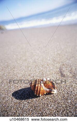Stock Photography - Shell on the beach. Kurihama, Kanagawa Prefecture, Japan. Fotosearch