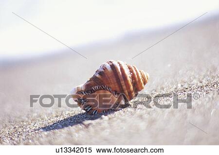 Stock Photography - Shell on the beach. Kurihama, Kanagawa Prefecture, Japan. Fotosearch
