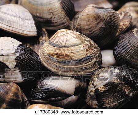 Stock Photo - Short-necked clams. Fotosearch