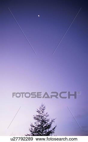 Stock Photo - Silhouette of a Tree at Dawn. Mt Kuruma plateau, Nagano Prefecture, Japan. Fotosearch