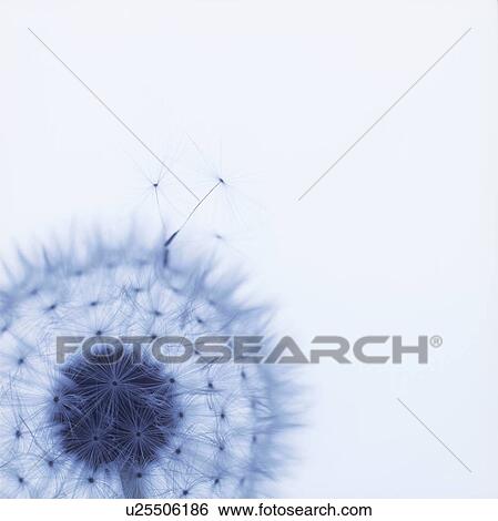 Stock Photograph - Silhouette of seeds of dandelion, close up, white background. Fotosearch
