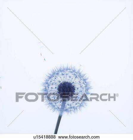 Silhouette of seeds of dandelion, white background View Large Photo Image Stock Photo - Silhouette of seeds of dandelion, white background. Fotosearch