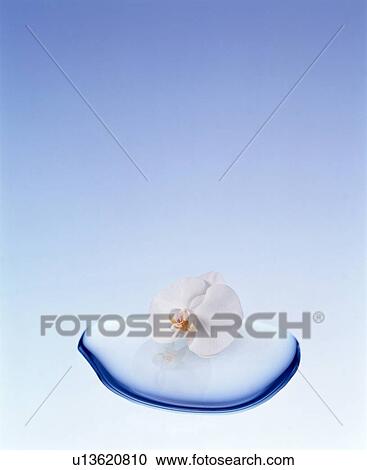 Single flower in a small puddle of water View Large Photo Image Stock Image - Single flower in a small puddle of water. Fotosearch