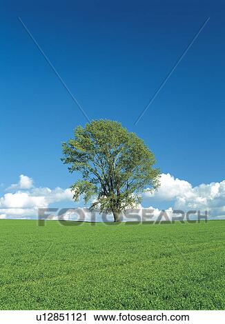 Stock Image - Single tree in a field under a blue sky. Hokkaido, Japan. Fotosearch