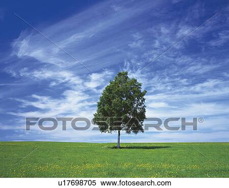 Single tree in a field under a blue sky. Hokkaido, Japan View Large Photo Image Stock Photography - Single tree in a field under a blue sky. Hokkaido, Japan. Fotosearch