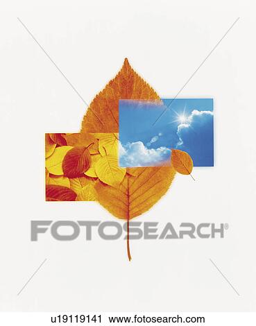 Sky and Orange Leaves View Large Photo Image Stock Image - Sky and Orange Leaves. Fotosearch