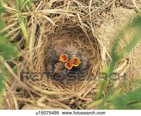 Skylark chicks in a nest View Large Photo Image Stock Photography - Skylark chicks in a nest. Fotosearch