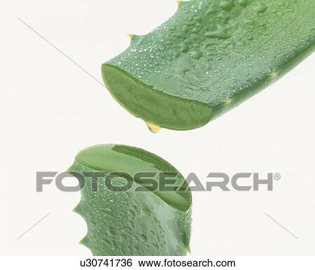 Sliced aloe, close up, white background View Large Photo Image Stock Photograph - Sliced aloe, close up, white background. Fotosearch
