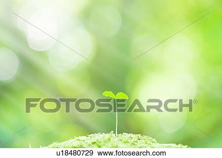 Stock Photo - Small dicotyledon beginning to grow. Fotosearch