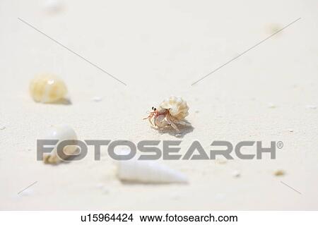 Small hermit crab at the beach, Maldive Islands View Large Photo Image Picture - Small hermit crab at the beach, Maldive Islands. Fotosearch