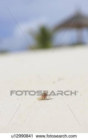 Small hermit crab at the beach, Maldive Islands View Large Photo Image Stock Image - Small hermit crab at the beach, Maldive Islands. Fotosearch