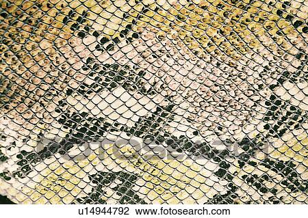 Stock Image - Snakeskin. Fotosearch