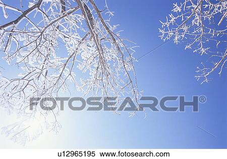 Stock Photography - Snow Covered Branches. Chino, Nagano Prefecture, Japan. Fotosearch