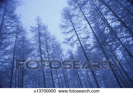 Stock Image - Snow Covered Trees in a Forest. Chino, Nagano Prefecture, Japan. Fotosearch